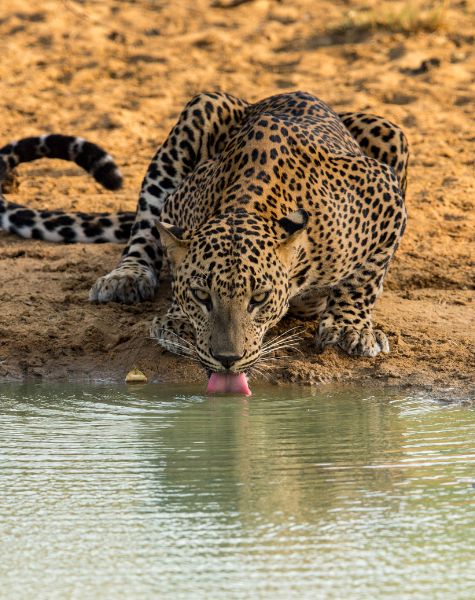 Yala wildlife